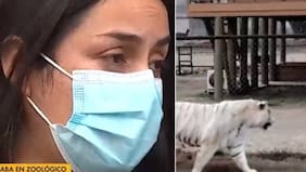 "Ya era tarde": el crudo relato de testigo clave de mortal ataque de tigre en Parque Safari