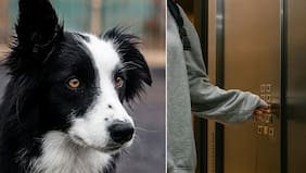 Perro mordió a un niño en ascensor de edificio y demandaron al dueño: este es el monto que deberá pagar