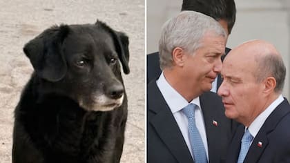 Drástica decisión del Gobierno con el presupuesto de la Ley Cholito: polémico recorte desata nueva ola de reacciones