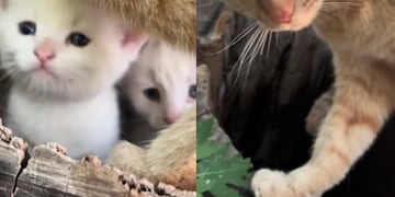 Tierno video: mujer encontró familia gatuna en un árbol de su casa