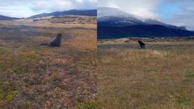 Inédito avistamiento a 50 km del océano: Lobo marino sorprendió al aparecer en Torres del Paine
