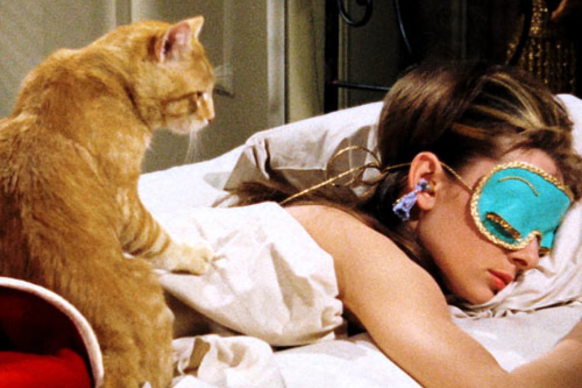 Gatos en la pantalla