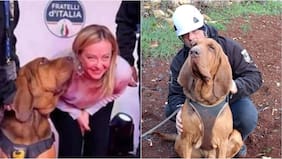 Indignación en Italia por el asesinato de “Bruno”, un reconocido perro de rescate: murió tras ingerir una salchicha llena de clavos