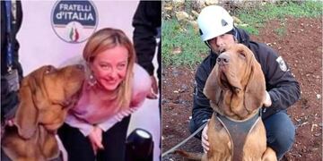 Cruel asesinato de un perro de rescate en Italia