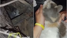 “¡Es mi niña!”: el emotivo video de un joven que encuentra a su gata perdida tras los incendios