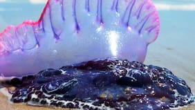 ¿Qué hacer ante la presencia de una fragata portuguesa?