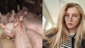 Adolescente rusa muere mutilada tras ser atacada por un grupo de agresivos cerdos: vecino sería el responsable