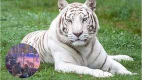 Imágenes fuertes: Tigre blanco ataca brutalmente a trabajador de circo en pleno show