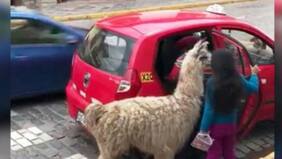 Solo en Perú: llama se vuelve viral tras ser captada subiéndose a un taxi