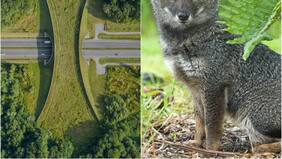 Con pasos para fauna nativa: así será la nueva carretera en Chiloé