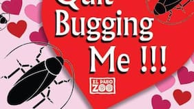 Zoológico ofrece ponerle el nombre de tu ex a una cucaracha y ver cómo se la comen