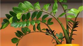 Esta es la planta de la fortuna que no puede faltar en tu hogar, según el Feng Shui