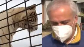 "No sé por qué ni para qué": las dudas del gerente de Parque Safari tras mortal ataque de tigre