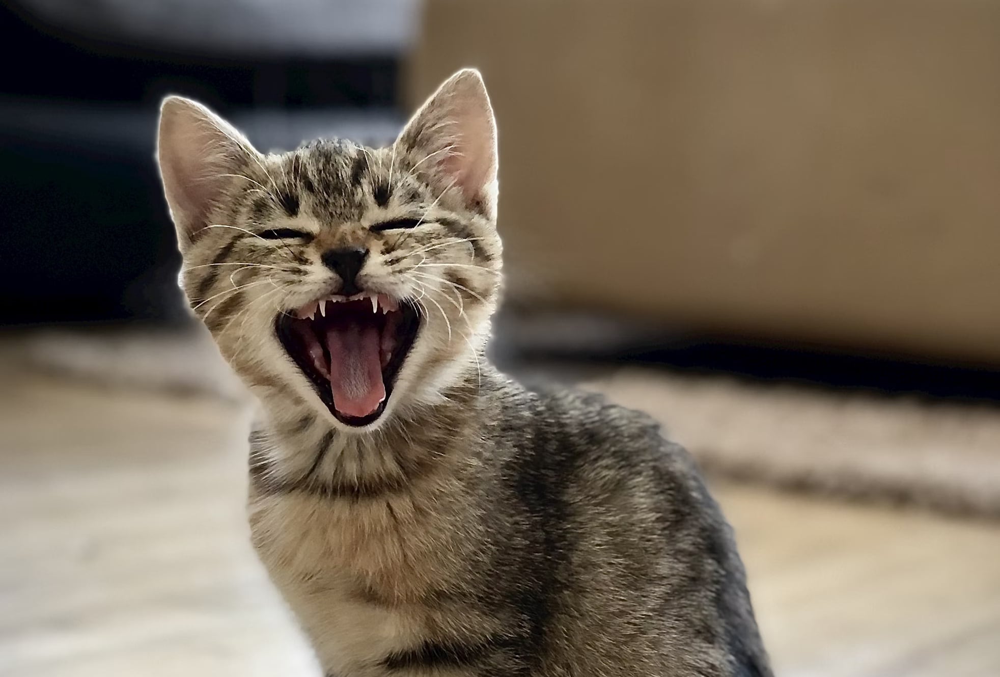 ¿Tu gato te entiende si le maullas de vuelta? Esto dice una experta