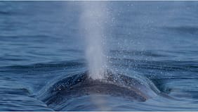 “No sabemos dónde”: el profundo secreto que oculta la Ballena fin