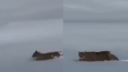 Es una especie rara de ver: grabaron un gato pajero