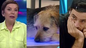 "Lo que se vio es que le apretaste el hocico, que es una reacción natural, incluso frente a un ser humano...", opina Francisca García-Huidobro sobre situación de Lucas Crespo y "Bigotes" en Gran Hermano