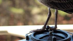 Mujer rescató a una gaviota bebé y la cuidó hasta que aprendió a volar