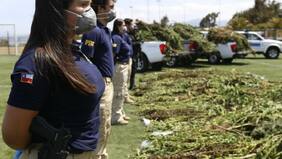 PDI lanzó su "Plan Cannabis" en norte del país