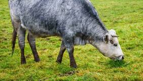 Vacas con pelaje azul: de estar al borde de la extinción a ser un ícono nacional