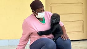Video: el bebé gorila que es cuidado por su mamá humana, tras quedar huérfano por la caza furtiva