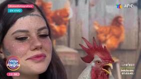 Daniel: La historia del gallo viral que canta como Don Omar