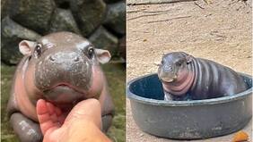 Moo Deng, la pequeña hipopótamo que se roba las miradas con su ternura