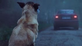 Denuncian cementerio ilegal de mascotas y abandono de mascotas en Caleta Lenga