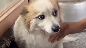 Pudding, el perro que perdió a toda su familia en accidente aéreo de Corea del Sur: aún espera a sus dueños