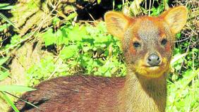 SAG y PDI indagan caso: Repudio por tonto que mató a pudú y se lo comió