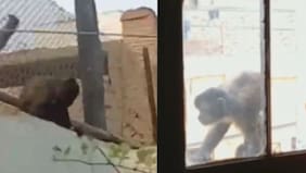 Mono recorre calles como Pedro por su casa y roba comida a vecinos