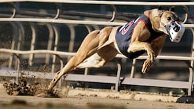 Diputado denunció fea artimaña que pasará en votación de prohibición de carreras de perros galgos