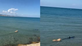 El que tenga miedo a morir, que no nazca: perrito persigue a tiburón en el mar