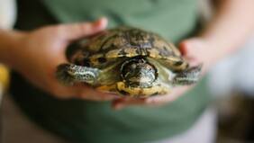 ¿Tienes mascotas exóticas? Conoce los principales cuidados de estos llamativos animales domésticos