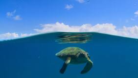 Barack Obama es el narrador de una bella nueva serie documental de Netflix