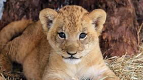 Arrestan a mujer por exhibir ilegalmente un cachorro de león en una cafetería en Tailandia