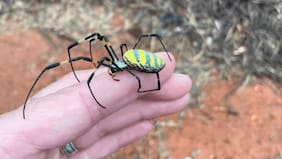 Cómo es la araña Joro: el arácnido que “vuela” y que está invadiendo Estados Unidos