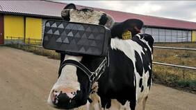 Rusia: colocan lentes de realidad virtual a vacas para que se relajen