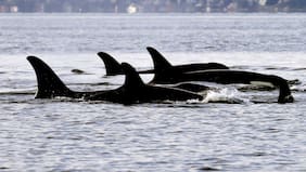 Video muestra como las orcas regalan comida a los humanos para socializar