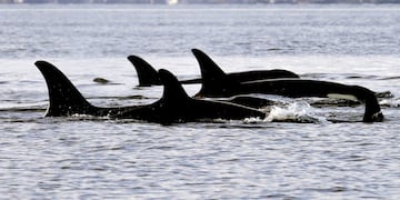 Orcas