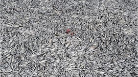 Impresionantes imágenes de la “marea de peces muertos” en Grecia