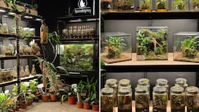 Terratepuy: Micropaisajes vivos para reconectar con la naturaleza desde casa