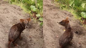 “Nos quedamos mirando ambos en silencio”: El mágico encuentro de hombre con Pudú en el sur