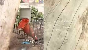 Dejaron irónico mensaje: revelan que choferes del sistema Red deben orinar en cono de tránsito