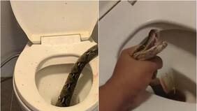 Hombre fue mordido en sus genitales por pitón que salió del inodoro: “Sentí mucho dolor y había sangre por todas partes”
