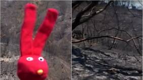 “Qué poco aprendemos”: el video de 31 Minutos que anticipó el incendio en el Jardín Botánico