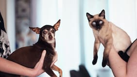 Los 10 nombres de mascotas más inscritos en Chile en 2025: estos son los que se repitieron en perros y gatos