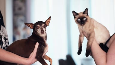 Los 10 nombres de mascotas más inscritos en Chile en 2025: estos son los que se repitieron en perros y gatos