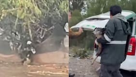 Indignación por perrita que luchó por su vida nadando en temporal y terminó sacrificada: comunidad exige explicaciones