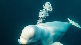 Supuesta beluga espía rusa fue hallada muerta en Noruega